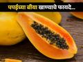 बॉडी डिटॉक्स ते वजन कमी करणं अनेक गोष्टींसाठी फायदेशीर पपई बीया, वाचा कशा खाल! - Marathi News | Amazing health benefits of eating papaya seeds | Latest health News at Lokmat.com