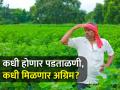 हंगाम उलटला तरी पीक विम्याच्या अग्रिमचे प्रस्ताव का रखडलेत? - Marathi News | Even though the season has passed, why are the proposals for crop insurance advances stalled? | Latest agriculture News at Lokmat.com