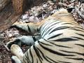 पशुवैद्यकीय अधिकाऱ्यावर हल्ला करणाऱ्या वाघिणीचा मृत्यू - Marathi News | Death of a tiger attacking a veterinary officer in tadoba chandrapur | Latest chandrapur News at Lokmat.com