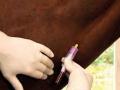 ४५ अश्वांचे रक्तजल नमुने तपासणीसाठी - Marathi News | 45 for testing the blood type of Horse | Latest buldhana News at Lokmat.com
