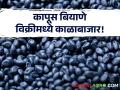 बियाणांसाठी ११०० ते १८०० रूपये; बिल मात्र ८६० रूपयांचं; कापूस बियाणे विक्रीत काळाबाजार! | Cotton Seed Selling Fraud - Marathi News | | Latest agriculture News at Lokmat.com