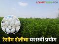 Success Story : तीन आठवड्यात चांगलं उत्पन्न, वर्धा जिल्ह्यातील शेतकऱ्यांची यशस्वी रेशीम शेती  - Marathi News | latest News Good income in three weeks, successful sericulture of farmers in Wardha district | Latest agriculture News at Lokmat.com