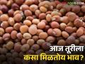 Tur Market today: लाल तूरीला कुठे कसा मिळतोय भाव? पणन विभागाने केले जाहीर.. - Marathi News | Tur Market today: How is the price of Lal Turi getting? Marketing department announced.. | Latest agriculture News at Lokmat.com