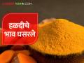 हळदीचे भाव घसरले; मार्केट यार्डात ७०० क्विंटल आवक - Marathi News | Turmeric prices fell; 700 quintals in market yard | Latest agriculture News at Lokmat.com