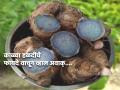 Black Turmeric: Here are some of its health benefits - Hindi News | Black Turmeric: Here are some of its health benefits | Latest health Photos at Lokmattimes.com