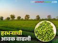 कात्या हरभऱ्यासह गार्डा, लाल जातीच्या हरभऱ्याला क्विंटलमागे मिळतोय... - Marathi News | Garda with Katya gram, red gram is getting per quintal... | Latest agriculture News at Lokmat.com