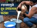 रखरखत्या उन्हामुळे पशुधनाचे दूध आटले, उत्पादनातही घट - Marathi News | Due to the dry heat, the milk of the livestock dried up, the production also decreased | Latest agriculture News at Lokmat.com