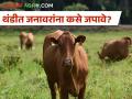 थंडीमुळे जनावरांना आजार जडण्याची शक्यता, कशी घ्याल काळजी? - Marathi News | The possibility of animals getting sick due to cold, how to take care? | Latest agriculture News at Lokmat.com