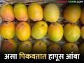 Hapus Mango : आंबा पिकवण्याची नैसर्गिक पद्धत माहितीये का? - Marathi News | Hapus Mango: How Hapus Mango is grown naturally? | Latest agriculture News at Lokmat.com