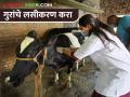 गुरांचे लसीकरण करा; लाळ खुरकत, पीपीआर प्रतिबंध करा! - Marathi News | Vaccinate cattle; Prevent saliva scraping, PPR! | Latest agriculture News at Lokmat.com