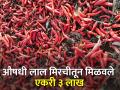 लाल मिरचीच्या लागवडीतून मिळाले एकरी ३ लाखाचे उत्पन्न - Marathi News | An acre yield of 3 lakh per acre was obtained from the cultivation of red pepper | Latest agriculture News at Lokmat.com