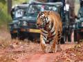 ताडोबा बफर क्षेत्रात दिवसभर व्याघ्र सफारीचा शुभारंभ - Marathi News | Day long tiger safari in Tadoba buffer zone begins | Latest chandrapur News at Lokmat.com