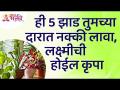 कोणती ५ झाडं दारात लावल्याने लक्ष्मीची कृपा होईल? Lokmat Bhakti - Marathi News | Which 5 trees will be blessed by Lakshmi? Lokmat Bhakti | Latest bhakti Videos at Lokmat.com