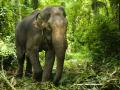 गडचिरोलीतील हत्ती नेणार गुजरातमधील अंबानी प्राणीसंग्रहालयात - Marathi News | Elephants from Gadchiroli will be taken to Ambani Zoo in Gujarat | Latest nagpur News at Lokmat.com