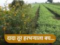 सकाळी धुके, दिवसभर ढग, दादा तूर हरभऱ्याला बघ... - Marathi News | Fog in the morning, cloudy weather throughout the day, threat of insects on tur gram | Latest agriculture News at Lokmat.com
