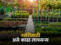 नर्सरीसाठी परवाना कसा मिळवायचा? कुठे व कसा कराल अर्ज? - Marathi News | | Latest agriculture News at Lokmat.com