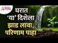 घरात कोणत्या दिशेला झाड लावल्यावर त्याचे परिणाम दिसतील? Vastushastra tips for home | Tree in a house - Marathi News | What is the effect of planting a tree in a house? Vastushastra tips for home | Tree in a house | Latest bhakti Videos at Lokmat.com