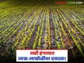 Rabi Season : रब्बी हंगामात शेतकऱ्यांचे लाख-लाखोळीला प्राधान्य! आर्थिक फायदा होत असल्याने लागवड वाढली - Marathi News | Rabi Season: Farmers' preference for lakhs of lakhs during Rabi season! Cultivation increased due to financial benefits | Latest agriculture News at Lokmat.com
