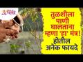 तुळशीला पाणी घालताना कोणता मंत्र बोलल्यावर फायदे होतील? Benefits of Tulsi | Tulsi Plant | Tulsi Tree - Marathi News | Reciting which mantra while adding water to Tulsi will bring benefits? Benefits of Tulsi | Tulsi Plant | Tulsi Tree | Latest bhakti Videos at Lokmat.com