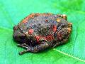 मेळघाटात आढळले ‘कलरफूल’ बेडूक - Marathi News | 'Colorful' frog found in Melghat | Latest amravati News at Lokmat.com