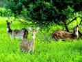 महेंद्री जंगल संवर्धन राखीव क्षेत्र; वन्यजीव मंडळाचा निर्णय - Marathi News | Mahendra Forest Conservation Reserve; Wildlife Board decision | Latest amravati News at Lokmat.com