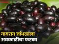 गावरानमेवा जांभळाला अवकाळीचा फटका, फुलोरा गळून पडला, विक्रेते पाहताहेत वाट - Marathi News | Gavranmewa Jamun was hit by unseasonal weather, the flowers fell, the sellers are waiting | Latest agriculture News at Lokmat.com