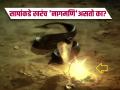 सापांकडे खरंच 'नागमणि' असतो का? यावर विज्ञान काय म्हणतं, जाणून घ्या सत्य - Marathi News | The myth of snake stones or black stones | Latest jarahatke News at Lokmat.com