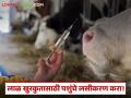 FMD : लाळ-खुरकुतासाठी 'पशुसंवर्धन'ची विशेष लसीकरण मोहीम! पशुपालकांसाठी काय सूचना? - Marathi News | FMD: Special vaccination campaign for livestock breeding for foot-and-mouth disease! What are the suggestions for farmers? | Latest agriculture News at Lokmat.com