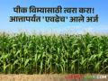Crop Insurance : शेतकऱ्यांनो पिकविम्यासाठी शेवटचे ५ दिवस शिल्लक! आत्तापर्यंत किती आले अर्ज? - Marathi News | Crop Insurance Last 5 days left for farmers crop insurance How many applications have come | Latest agriculture News at Lokmat.com