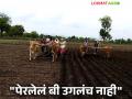 Kharip Cultivation : 'मृगात सोयाबीनची पेरणी केली पण बियाणे उगलंच नाही!' शेतकरी हतबल - Marathi News | Kharip Cultivation: 'Sowed soybeans in Mrigat but the seeds did not sprout!' Farmers are desperate | Latest agriculture News at Lokmat.com