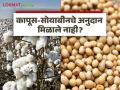 Soybean Cotton Subsidy : कापूस-सोयाबीनचे अनुदान आले नाही? 'हे' आहे कारण - Marathi News | Soybean Cotton Subsidy Cotton soybean subsidy did not come? 'This' is because | Latest agriculture News at Lokmat.com