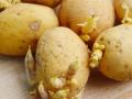 तुम्हीही मोड आलेले बटाटे खाता? असे करणे चांगले की वाईट? - Marathi News | How Sprouted Potato's are harmful for Health : Do you eat rotten potatoes too? Is it good or bad to do so? | Latest sakhi News at Lokmat.com