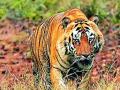 ताडोबातील ‘खली’चा नागपूरच्या गोरेवाडात मृत्यू - Marathi News | 'Khali' Tiger from Tadoba dies in Gorewada, Nagpur | Latest nagpur News at Lokmat.com