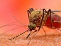 डेंग्यू, चिकुनगुनिया निगेटिव्ह आलेल्यांची होणार झिका तपासणी - Marathi News | Zika will be tested for dengue and chikungunya negative people | Latest nagpur News at Lokmat.com
