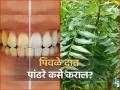 पिवळे दात पांढरे अन् चमकदार करण्याचे बेस्ट आयुर्वेदिक उपाय, एकदा कराच! - Marathi News | Ayurveda Dr told effective Ayurvedic home remedies to make yellow teeth white | Latest health Photos at Lokmat.com