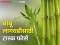 बांबू लागवडीस प्रोत्साहन देण्यासाठी टास्क फोर्स - Marathi News | Task Force to Promote Bamboo Cultivation | Latest agriculture News at Lokmat.com