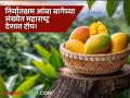 Mango Export : देशातील ७६ टक्के निर्यातक्षम आंबा बागा महाराष्ट्रात! - Marathi News | Mango Export: 76 percent of the country's export-capable mango orchards are in Maharashtra! | Latest agriculture News at Lokmat.com