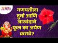 गणपतीला दुर्वा आणि जास्वंदाचे फूल अर्पण करण्याची योग्य पद्धत | Ganeshotsav 2022 | Hibiscus | Durva - Marathi News | Proper method of offering Durva and Jasvanda flower to Ganapati | Ganeshotsav 2022 | Hibiscus | Durva | Latest bhakti Videos at Lokmat.com