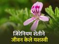 सुगंधी जिरेनियमच्या शेतीतून पुण्याचा शेतकरी करतोय लाखोंची उलाढाल - Marathi News | Geranium crop made life successful farmer success story pune bhor ashok khopade | Latest agriculture News at Lokmat.com