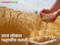 wheat market:आज लोकल गव्हाचीच चलती, कुठे कसा बाजारभाव? - Marathi News | | Latest agriculture News at Lokmat.com