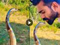 VIDEO : फणा काढून बसला होता किंग कोब्रा, तरूणाने येऊन केलं त्याला किस आणि मग... - Marathi News | OMG! Man kisses cobra on head shocking video goes viral | Latest social-viral News at Lokmat.com