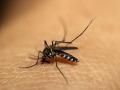 Mosquitos Bite Secret: कोणाला चावायचे कोणाला नाही, हे कसे ठरवतो मच्छर; जाणून घ्या त्यामागचे रहस्य... - Marathi News | Mosquitos Bite Secret: How a Mosquito choose, Decides to Bite someone; Find out the secret behind it ... its CO2 | Latest health Photos at Lokmat.com
