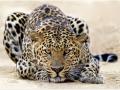 चंद्रपूर; घरात ठाण मांडलेला बिबट्या मध्यरात्री जेरबंद - Marathi News | Chandrapur; leopard caught at midnight in house | Latest chandrapur News at Lokmat.com