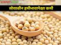 शिवजयंती दिवशी सोयाबीनला किती मिळाला दर? - Marathi News | maharashtra agriculture farmer How much did soybeans get rate Shiv Jayanti day market yard price | Latest agriculture News at Lokmat.com