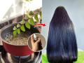 केस वाढतात पण कमकुवत असल्याने तुटतात, मजबूत केसांसाठी करा १ सोपा नैसर्गिक उपाय... - Marathi News | Easy Home remedy for long and strong hairs : Hair grows but breaks due to weakness, do 1 simple natural remedy for strong hair... | Latest sakhi News at Lokmat.com