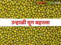 उन्हाळी मूग बहरला! चांगल्या उत्पन्नाची शेतकऱ्यांना अपेक्षा - Marathi News | Summer mung has bloomed! Farmers expect good income | Latest agriculture News at Lokmat.com