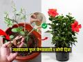 जास्वंदाचं रोप नुसतंच वाढतं, फुलं येतच नाहीत? महागडी खतं घालण्यापेक्षा घरीच करा १ सोपा उपाय - Marathi News | Home Remedy to grow hibiscus plant in winter : Hibiscus plant just grows, flowers do not come? Do 1 simple solution at home instead of adding expensive fertilizers | Latest sakhi News at Lokmat.com