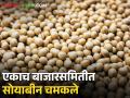 Soybean Market: आज केवळ एकाच बाजारसमितीत सोयाबीनला हमीभाव, कुठे कसा मिळताेय भाव? - Marathi News | | Latest agriculture News at Lokmat.com