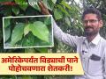 ना जागा, ना खर्च! विड्याच्या पानांच्या केवळ ६ वेलींपासून महिन्याकाठी १० हजारांचे उत्पन्न; अमेरिकेत पाठवली पाने - Marathi News | | Latest agriculture News at Lokmat.com