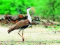 माळढोक संवर्धन आराखड्यातून नागपूरला वगळले - Marathi News | Excludes Nagpur from Maldhok Conservation Plan | Latest nagpur News at Lokmat.com